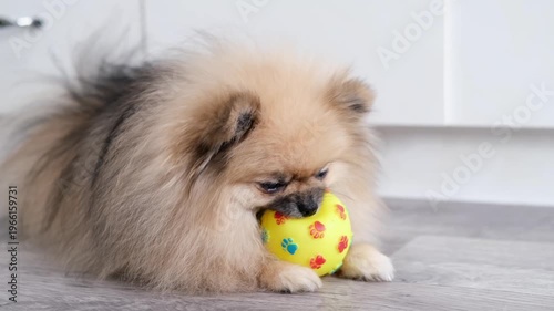 Little Spitz plays with a squirrel