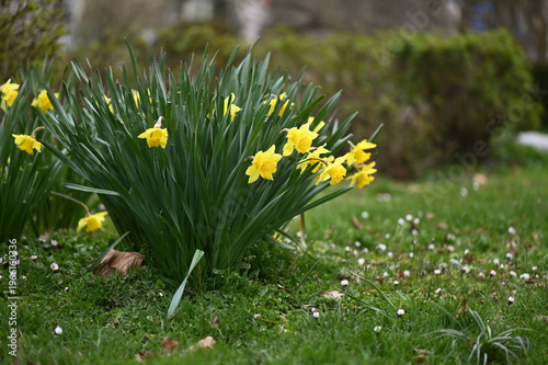 A group of yellow, blooming daffodils is located outside in a park