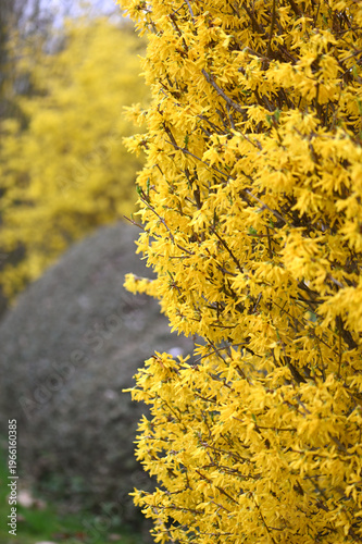 a blooming bush of yellow forsythias 