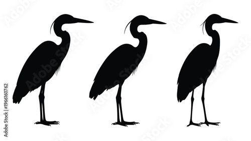 Three elegant heron silhouettes stand in a row showcasing their long necks and legs