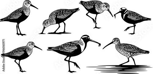 Shorebird silhouette poses collection, coastal wading bird walking and feeding set, wildlife nature vector isolated illustration