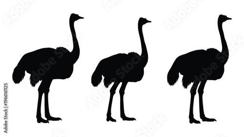 Three black silhouettes of ostriches standing in different poses against a white background