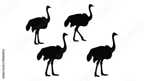 Silhouettes of four ostriches standing and facing different directions against a white background