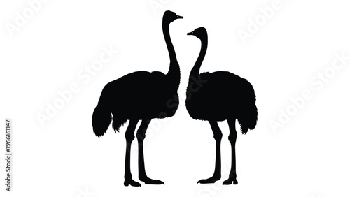Two ostriches depicted in a striking black silhouette against a white background