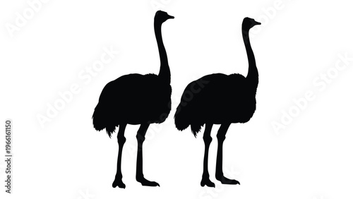 Two ostriches are depicted in a striking black silhouette against a white background