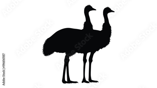 Two rheas stand side by side in a simple black silhouette illustration