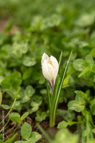 White crocus flower with water drops growing among green leaves and grass. Macro photography with shallow depth of field. Spring nature and seasonal growth concept for design for greeting card.