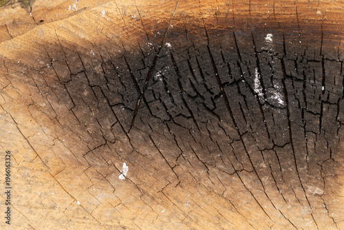 Burnt wooden surface with cracked texture and charred black area on cut tree trunk. Macro photography of natural wood grain background. Fire damage and material texture concept for design.
