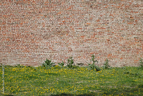 Grunge Brick Wall and Green Grass With Spring Flowers at City Park Sunny Day
