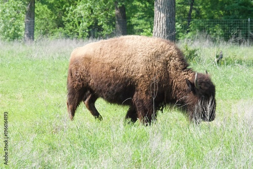 Bison Buffalo