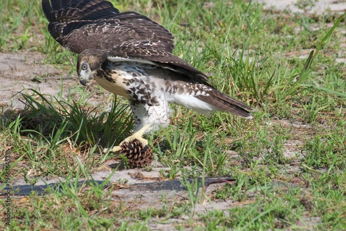 Tableau sur toile Hawk Playing
