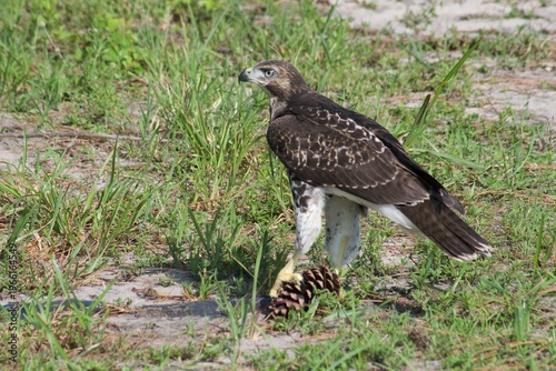 Hawk Playing