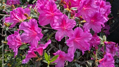 The fuchsia pink rhododendron bush blooms profusely