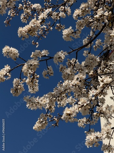 Blooming almond tree with pink flowers close up. Springtime.