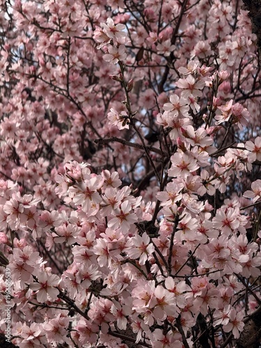 Blooming almond tree with pink flowers close up. Springtime.