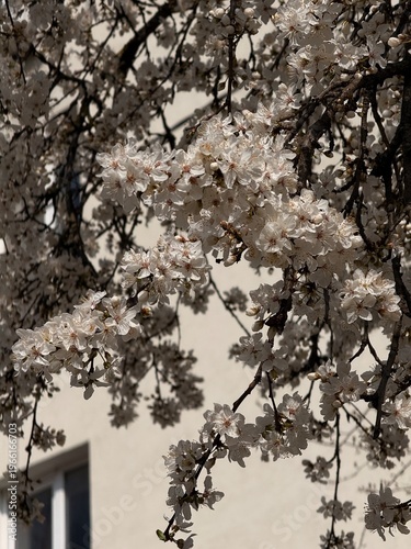 Blooming almond tree with pink flowers close up. Springtime.