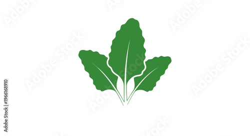 Three Leafy Green Vegetable Illustration.