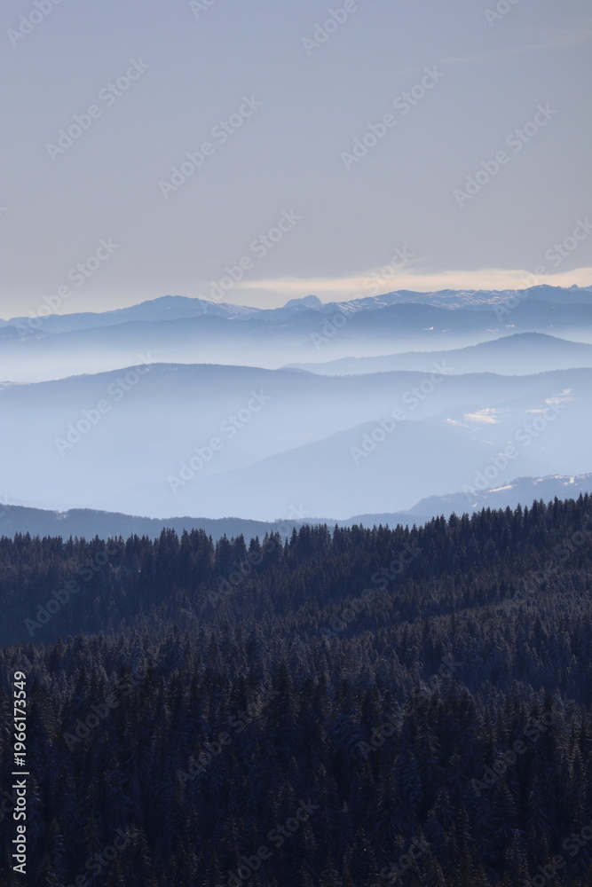 Fototapeta premium The foggy hills behind the pine trees