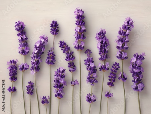 Lavender Flowers Arranged in a Group on a Light Background