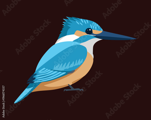 Little blue kingfisher with orange belly facing forward for a symmetrical and balanced nature illustration suitable for modern logos and animal stickers