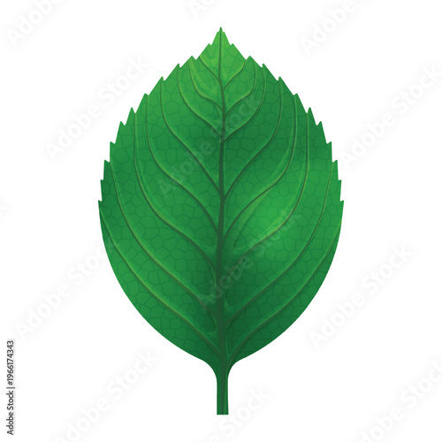 Green Leaf Texture Vector Illustration. Simple Realistic Green Leaf for plant or environmental design