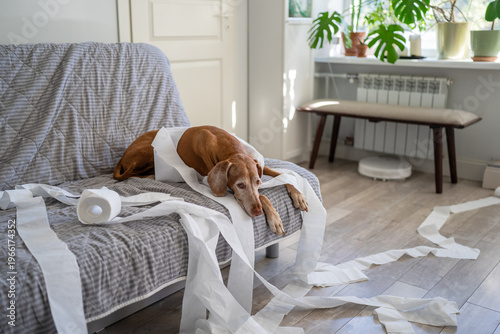Obraz na plátně Lonely tired Vizsla dog relaxing on couch after destroying living room with scattered toilet paper, sleepy pet waiting for owner comfortably lying on sofa wrapped in messy paper, playful dog behavior