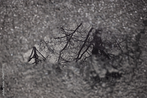 Foto Monochrome tree reflection in puddle