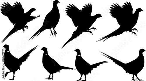 Pheasant bird silhouettes collection, flying standing poses, wildlife animal shapes, black vector illustration, isolated on white background