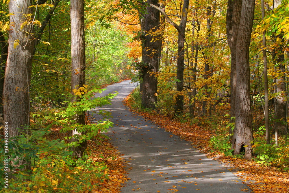 Obraz premium path in autumn forest