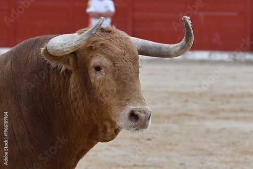 portrait of a bull