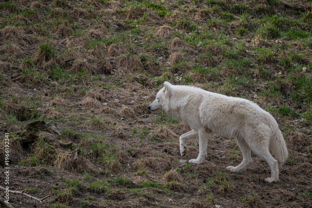 Fototapeta premium Hudson Bay wolf walking on a slope with trampled grass.