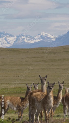 Herd of guanacos grazing on a vast green plain with snow capped mountains in nature