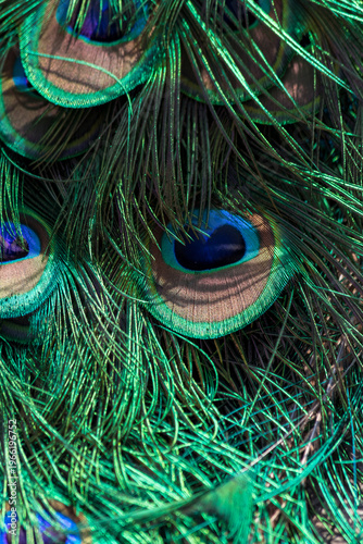 Foto Close-up of Pavo cristatus tail feathers in Lazienki Park, Warsaw, Poland