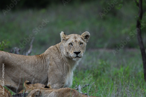 Side profile portrait of a lioness