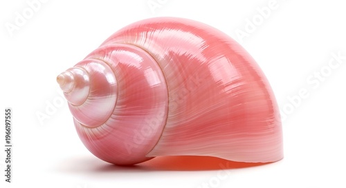 Pink seashell isolated on white background with soft natural lighting and