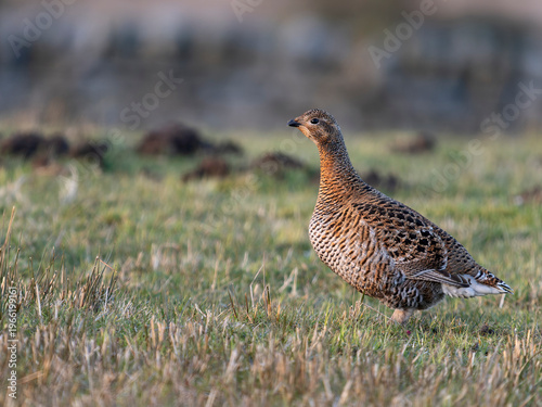 Black grouse, Tetrao tetrix