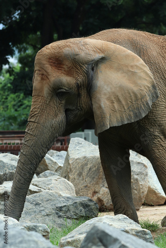 Close-up of an African elephant near rocks