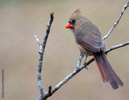 female cardinal on a branch