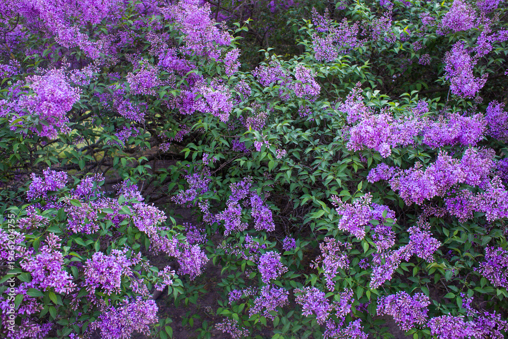 Obraz premium close up of beautiful purple lilac flowers in the garden