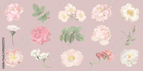 Collection of delicate floral illustrations featuring roses and leaves. Soft pink and white flowers, elegant botanical designs, perfect for floral projects. Spring flower illustrations, vector set.