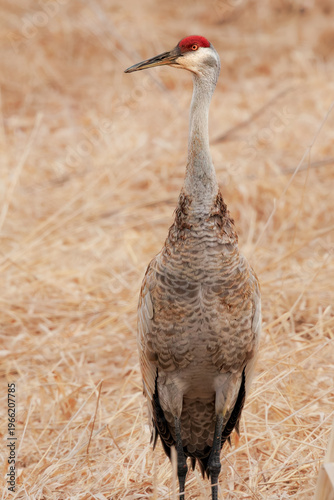 Sandhill crane