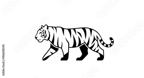 Black and white tiger walking profile.