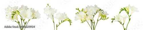 Tender freesia flowers isolated on white, set