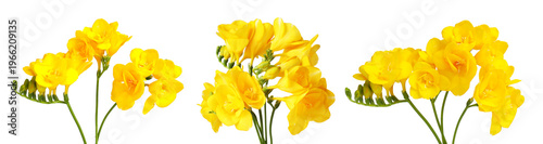 Vibrant yellow freesia flowers isolated on white, set