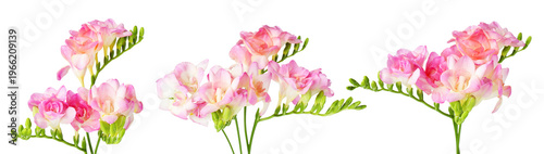Tender pink freesia flowers isolated on white, set