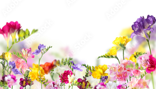 Beautiful freesia flowers on white background, selective focus