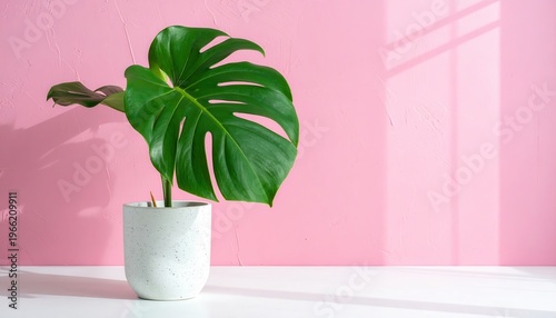Monstera Deliciosa in vaso bianco su superficie bianca con sfondo rosa pastello e ombre.