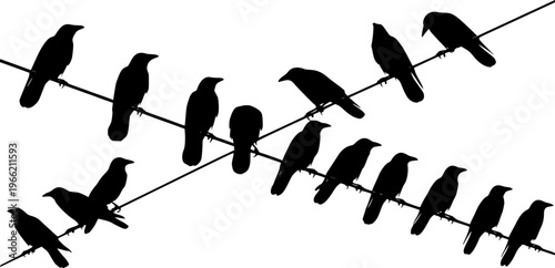 Crows on a wire
