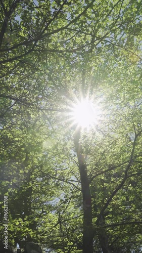 Sunlight shining through green tree leaves in nature