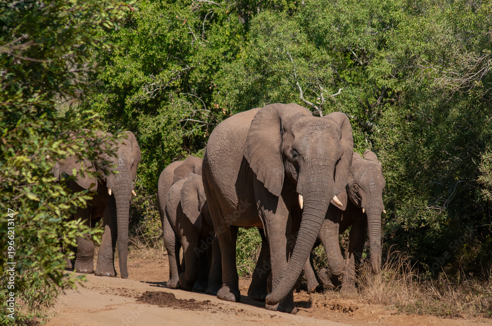 Fototapeta premium African elephant herd walking along dirt road in South Africa